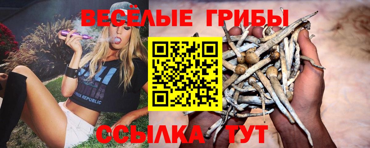 Псилоцибиновые грибы Cubensis Кандалакша